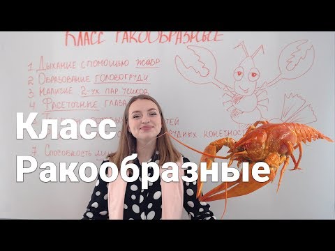 Класс Ракообразные