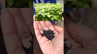 How To Grow Thotakura At Home ?