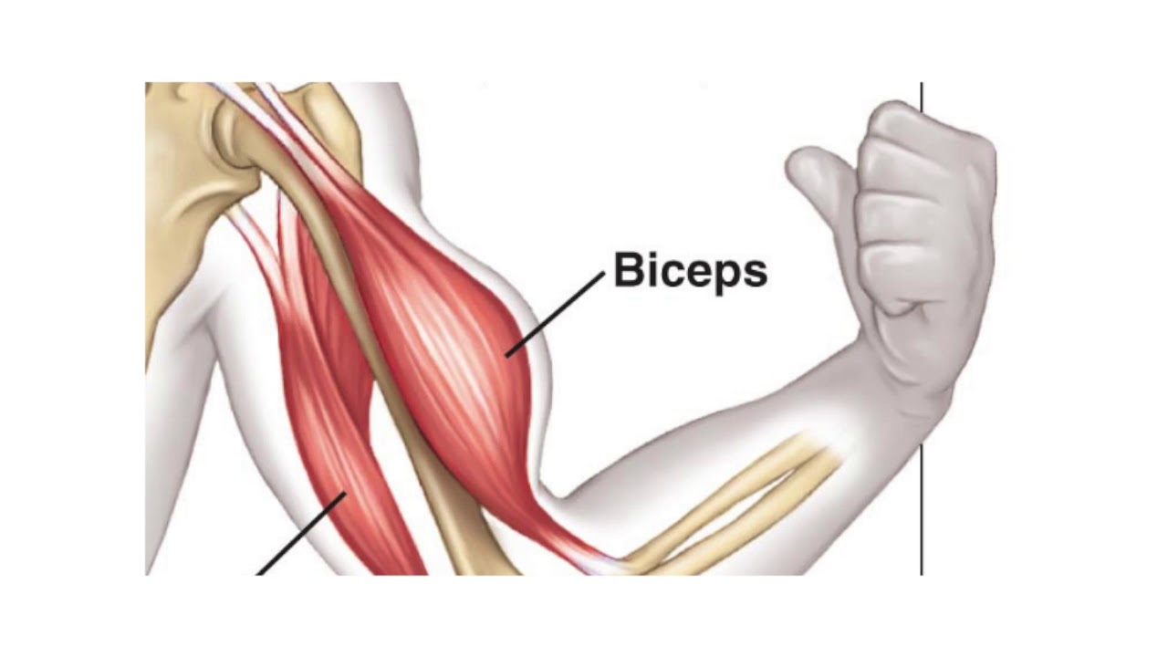 Короткое крепление бицепса и длинное разница