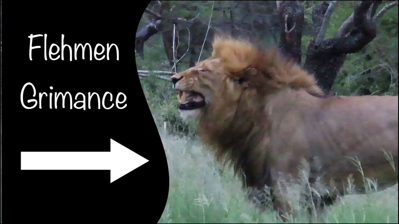 Mapoza Lion Flehmen Grimance