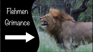 Mapoza Lion Flehmen Grimance