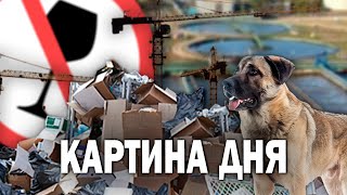 Митинг против умерщвления собак, сорванные нацпроекты, стройка, штрафы за грязь, запрет алкоголя