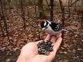 Feeding chickadees and downy woodpecker