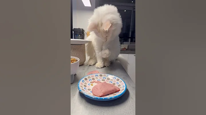 Video 11210581: maine coon cat, maine coon kitten, white maine coon, giant cat, cat food, funny cat, cute kitten