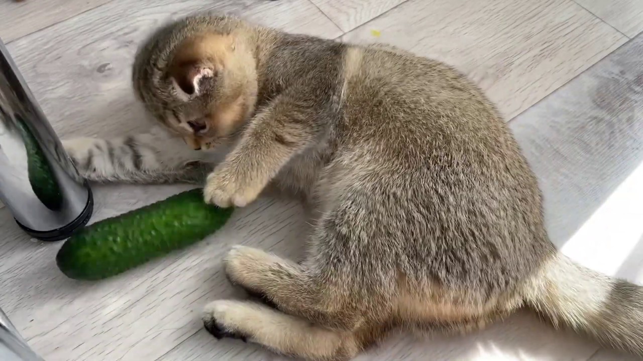 Cat vs Cucumber - YouTube