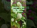Unbelievable! 😲 This Flower Keeps Its Color for Months! | Bachelor Button (Globe Amaranth)