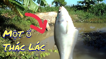 Phát hiện được ổ cá Thác Lác nằm ngay miệng cống,chỉ cần ngồi một chỗ mà giật| GÒ CÔNG TV