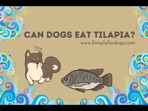 Video: I cani possono mangiare la tilapia?