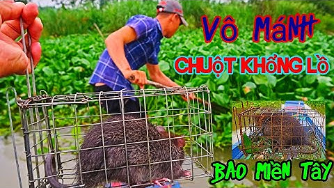 BẪY CHUỘT CỐNG NHUM DƯỚI LỤC BÌNH.| Bao Miền Tây.| Tập 3
