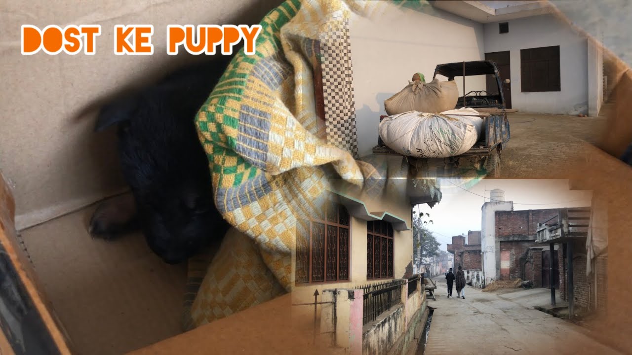 Dost ke doggy ke puppy ek ko dene gye 👍