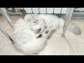 😻 Весёлые котики разложили белые животики 😻