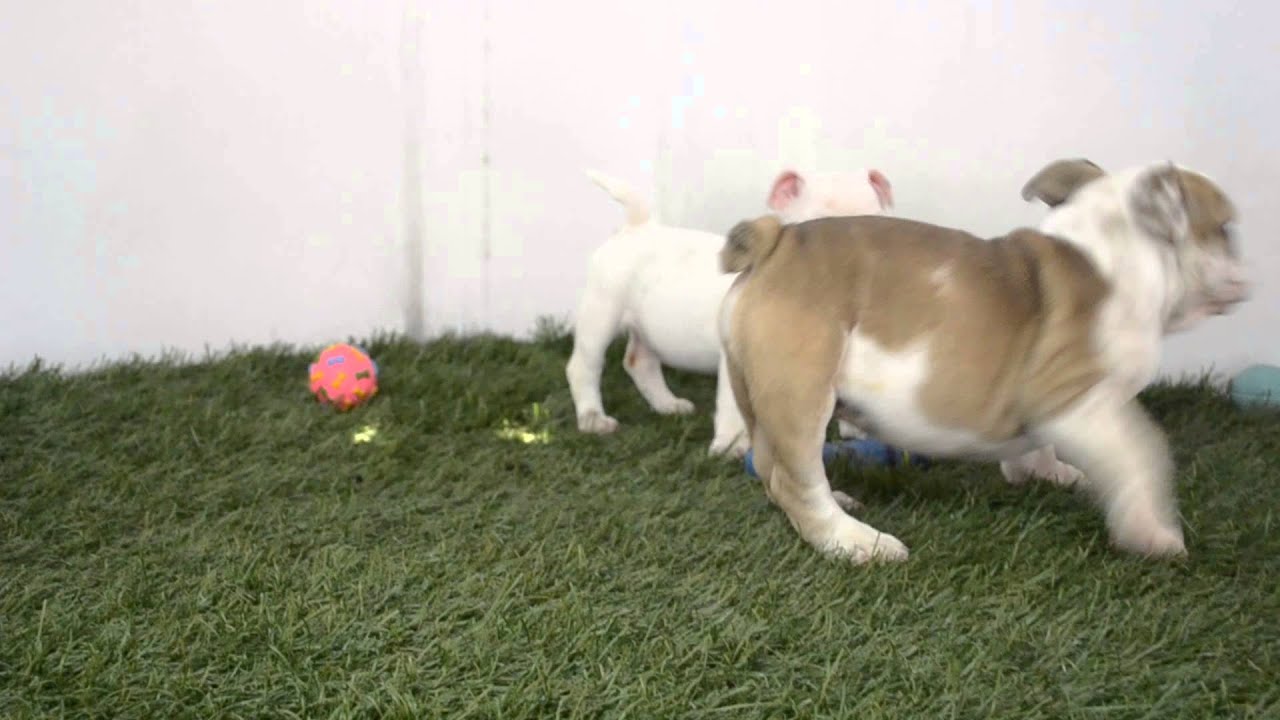 ELENA - BRUNO - English Bulldog puppies for Sale - Venta de bulldog ingles - www.bullcanes.net puppy paradise