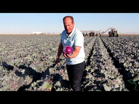 Video: Omero rødkålssort – Sådan dyrkes en Omero-kålplante