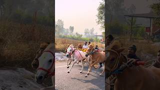 Ghoda gadi race Kolhapur ❤️🔥🤙🏻 | घोडा गाडी । घोडा गाडी प्रेमी कोल्हापूर । #shorts