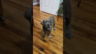 Blue boerboel
