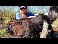 Catch GIANT Wild Canadian Beavers!!! - Trap, Clean, Cook, Eat (ASMR)