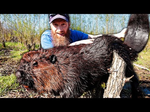 Catch GIANT Wild Canadian Beavers!!! - Trap, Clean, Cook, Eat (ASMR)