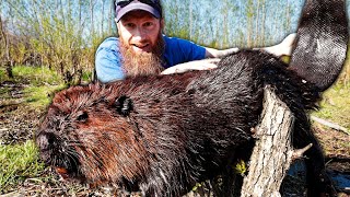 Catch GIANT Wild Canadian Beavers!!! - Trap, Clean, Cook, Eat (ASMR)