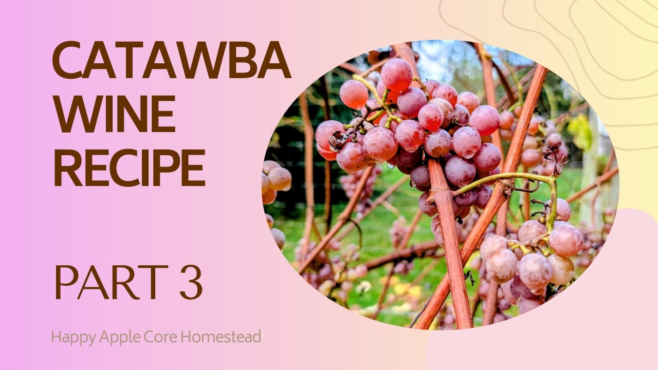 Catawba Grape Wine Recipe | Part 3