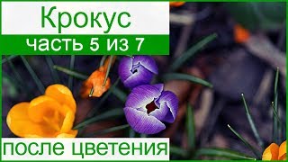 🥀 Крокусы после цветения: выкапывание и хранение крокусов