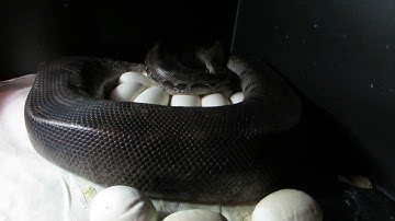 First Sumatran Short Tail clutch of the year