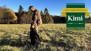 Kimi - Flat Coated Retriever | This is Our Day | November 2022 by Tomas Kypena 729 views 1 year ago 3 minutes, 5 seconds