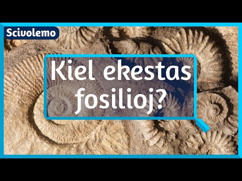 Kiel ekestas fosilioj?