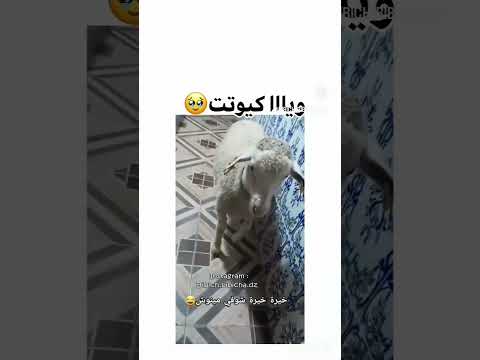 اكسبلور تيك توك خيرة خيرة شوفي مينوش خروف صغير