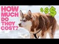 How Much Does A Husky Cost Per Month?