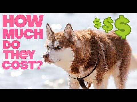 Video: Hoeveel Kost Een Husky Hond?