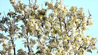Blossoming Glory Of A Himalayan Wild Pear Tree In Bloom Jabbarkhet Wildfilmsindia Arboretum