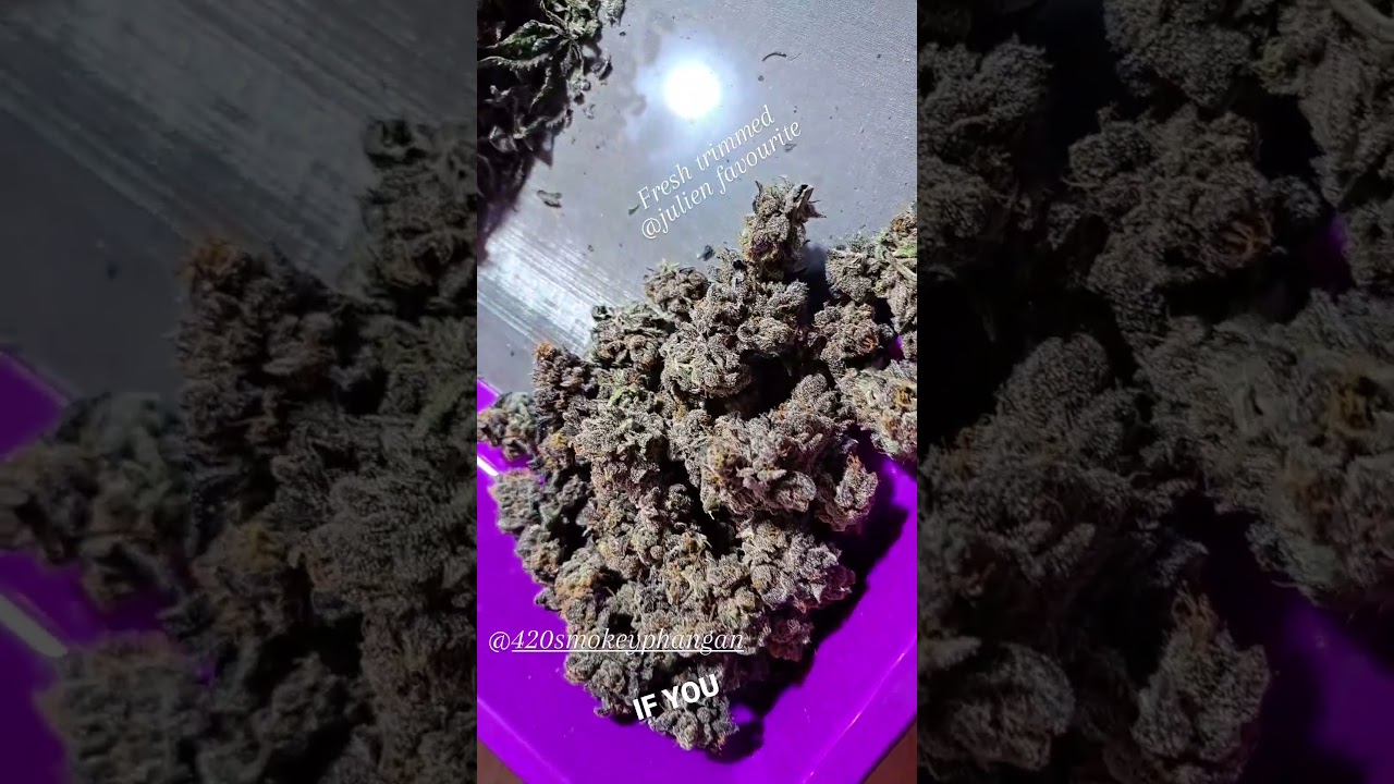amazing weed from Thailand 🇹🇭 island of Kohphangan. name :juliensfavorites