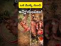 Sweet potato Harvesting 🍠🤔?Rythu kastalu  #paddy #farming   #youtubeshorts #trending #shorts