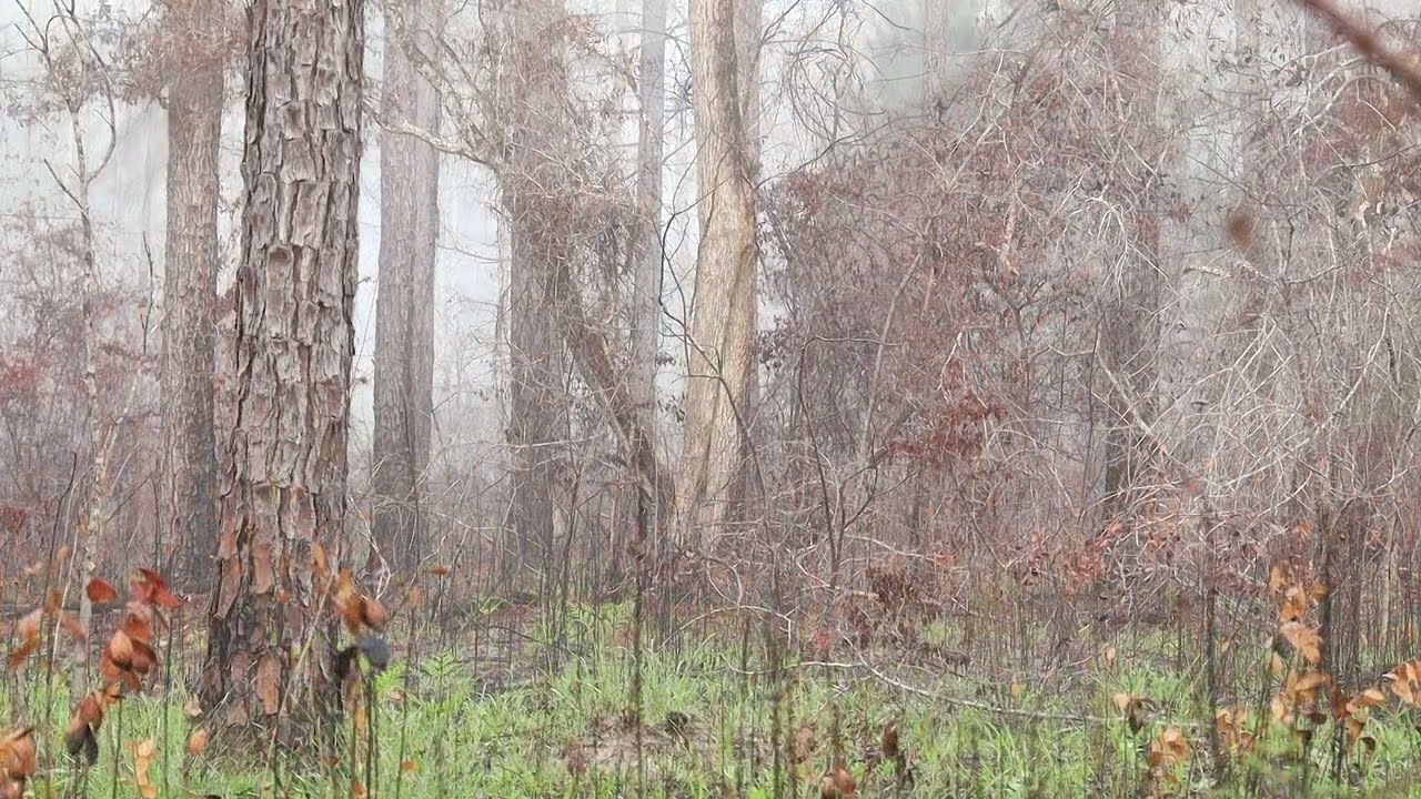 The miss in the mist - Silent Florida Gobbler