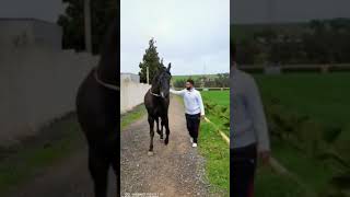 طريقة تدريب خيول التبوريدة