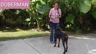 Doberman Dog Breed Profile | Doberman Food, Care, Health, Reproduction, Housing by Nadia Pets Global 7 views 2 years ago 7 minutes, 40 seconds