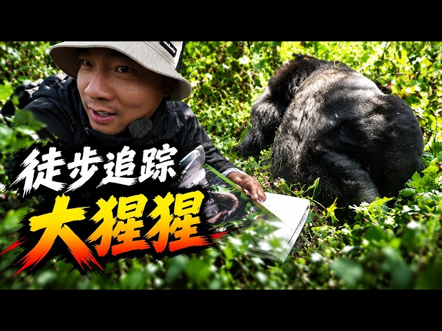环球旅行2224天：大猩猩的力量真恐怖，冲过来直接把我撞飞！| 鞋底 | 非洲 乌干达