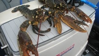 7 Homards / 10kg !!!  - Chasse sous-marine