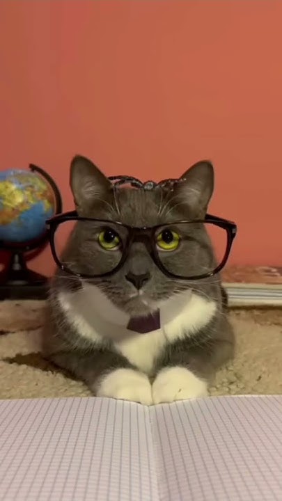 #Школа котиков# - YouTube