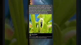 A Venus flytrap catches spiders with its special leaves. When a spider touches