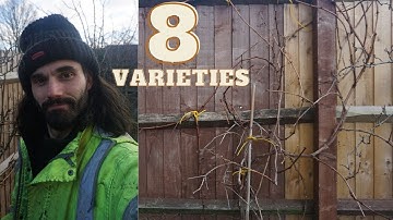 Informal grapevine growing | Growing grapes in UK | Grape varieties to grow