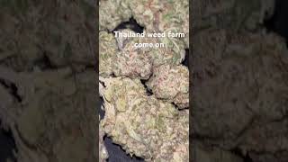 #thailand #bangkok #bud #exotic #farm #flower #seller #shop #farmer #plug #sativa