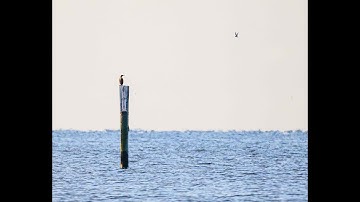 Bird Video: Gulf Coast Birding: Black Skimmers, Least Terns & Coastal Wildlife
