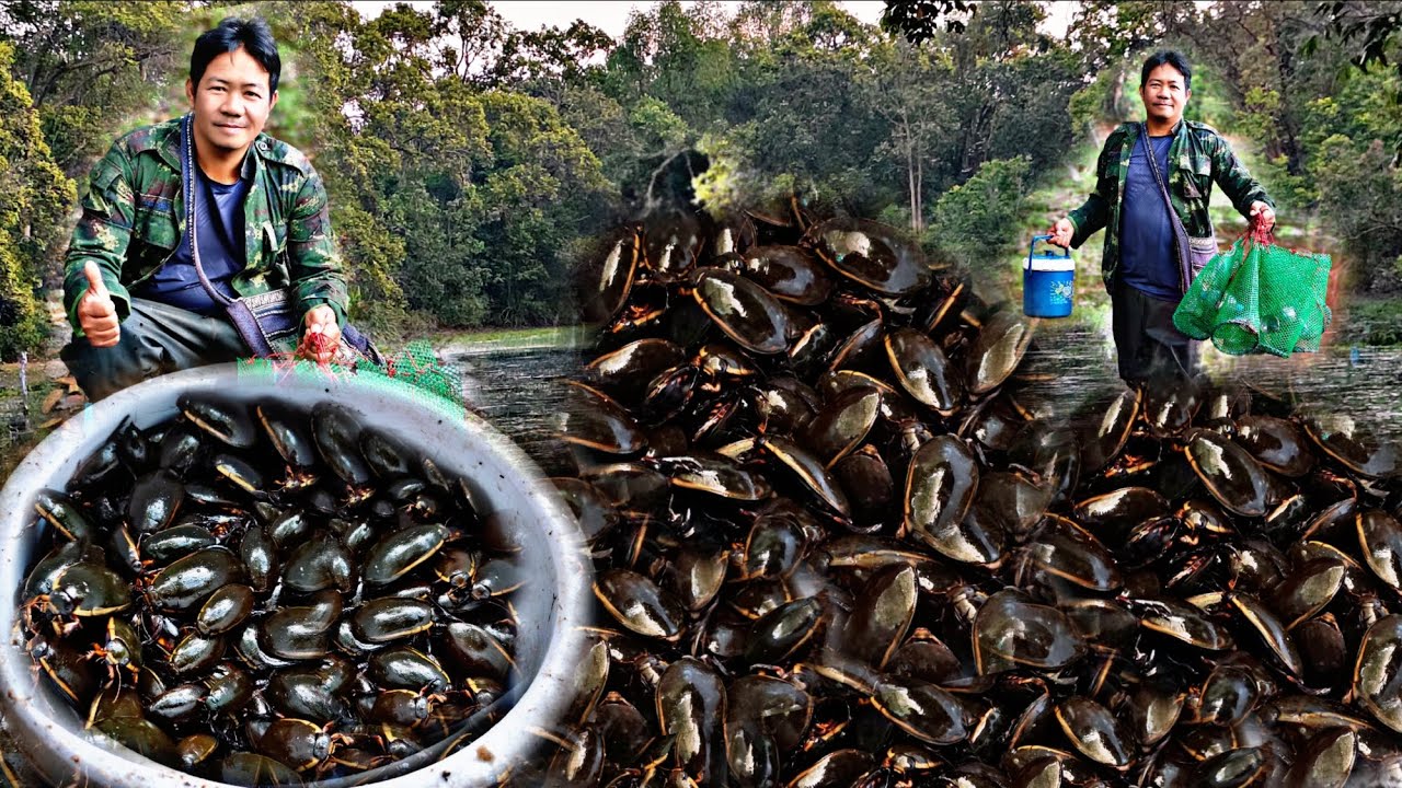 หมายนี้ไม้เคยผิดหวังดักตุ้มแมงตับเต่าหมานคือเก่าครับ/31/ม.ค/69