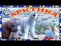 Снежные хищники и ко макси АРКТИКА (EPIC ANIMALS) как ДЕАГОСТИНИ 🐧🐋❄️