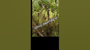 mikat sogon di semak dapet trotolan mantaap... #pikatsogokontong #kicaumania #hutan #mikatsogon