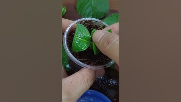 Hydrangea Propagation Techniques From Cuttings