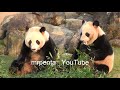 愛浜と明浜 アドベンチャーワールド 2011年1月29日 パンダ panda