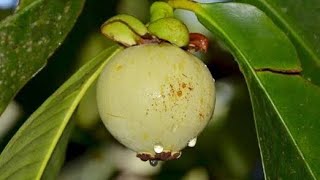 Bibit Buah Manggis varigata ini tanaman buah langka dan unik memang perlu dihindari karena berbahaya. 