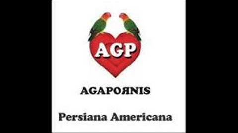 Thumbnail of Agapornis Persiana Americana